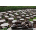 Мицелий Вешенки обыкновенной / серой (Pleurotus sajor-caju)